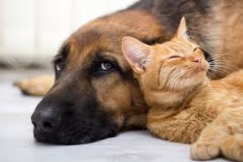 Собака + кошка = ДРУЖБА